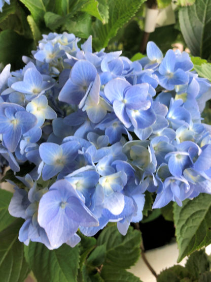 Close-up of large, light-blue, ball-shaped flower