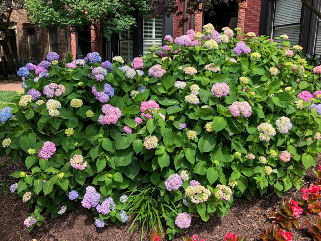 Mature shrub with large green leaves and masses of big, pink and blue flowers in flower bed next to houses