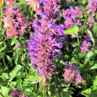 Close-up of purplish-blue, spike-like flowers