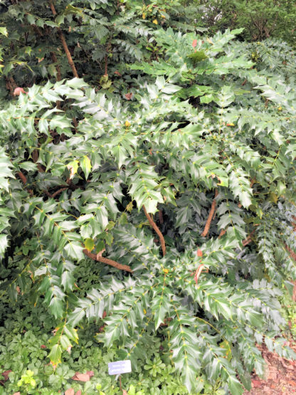 Large shrub with shiny, dark green, pointy leaves