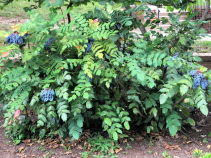Mature shrubs with pointy leaves and large clusters of big, blue berries in garden