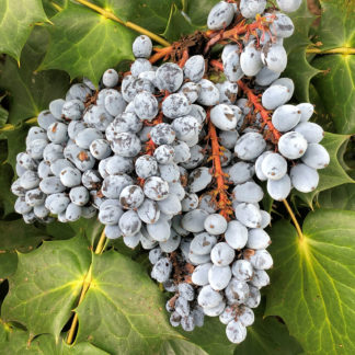 Cluster of large, silvery-blue berries surrounded by pointy leaves