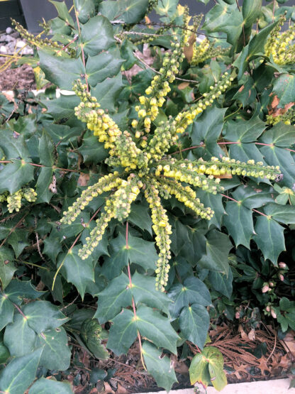 Shrub with pointy leaves and yellow, spiky flowers planted in garden