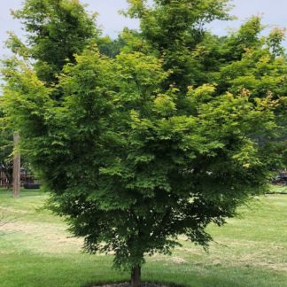 Mature small tree with green leaves in lawn
