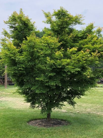 Mature small tree with green leaves in lawn