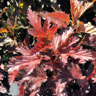 Close-up of bright red leaves