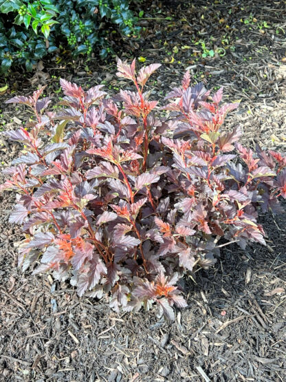 Small shrub with reddish-burgundy leaves in garden with mulch