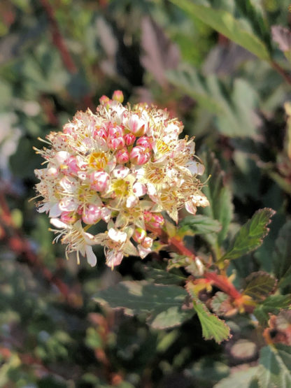 Close-up of small round flower surrounded by greenish-purple leaves