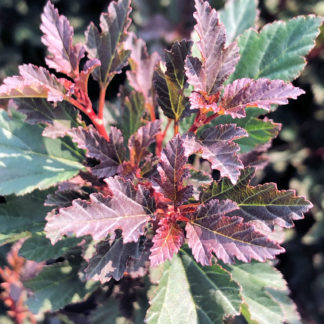 Close-up of red and green leaves