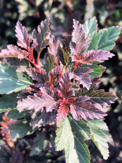 Close-up of red and green leaves