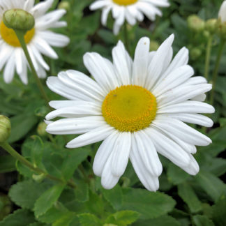Close-up of white daisies with large yellow centers