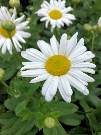 Close-up of white daisies with large yellow centers