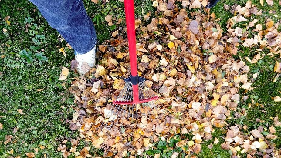 person raking leaves with red rake