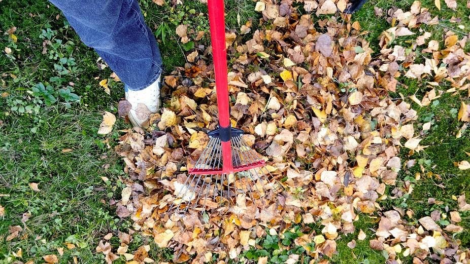 Person raking brown and yellow leaves in lawn with red rake