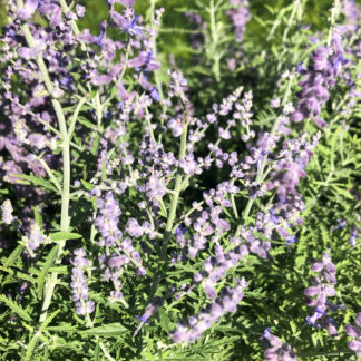 Close-up of spiky, purple-blue flowers