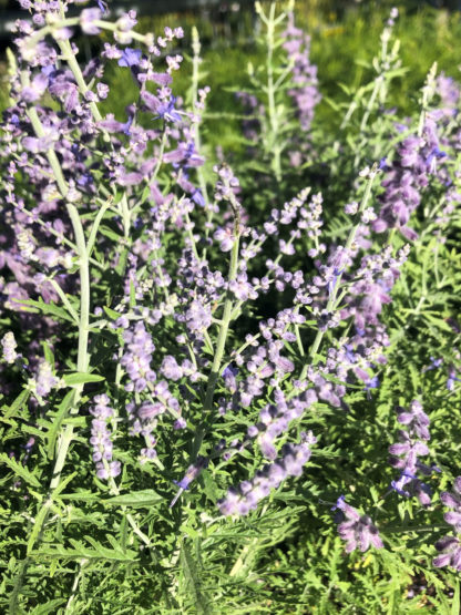 Close-up of spiky, purple-blue flowers