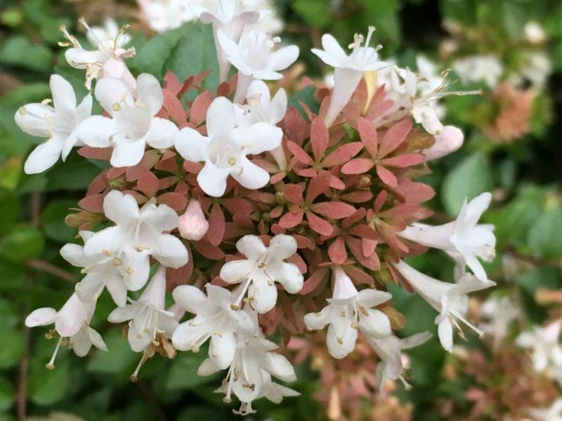 Close-up of a cluster of tiny white flowers