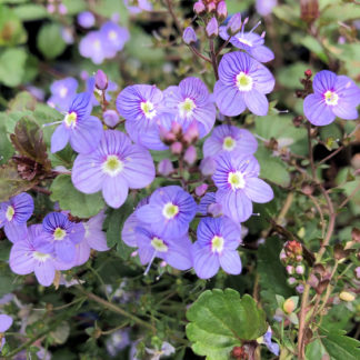 Close-up of tiny bluish-purple flowers with white centers