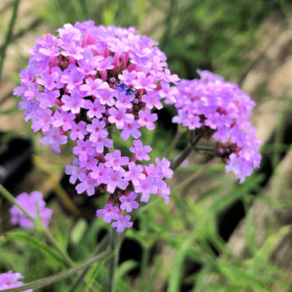 Close-up of dainty purplish -pink flower clusters surrounded by green foliage