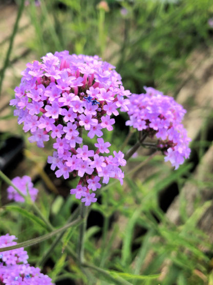 Close-up of dainty purplish -pink flower clusters surrounded by green foliage