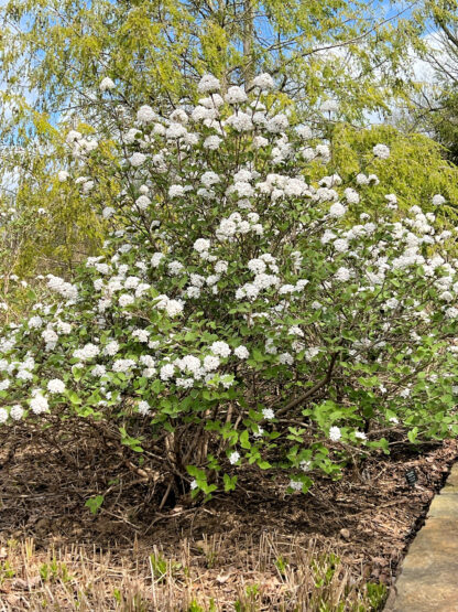 Tall, mature flowering shrub covered with white flowers in garden