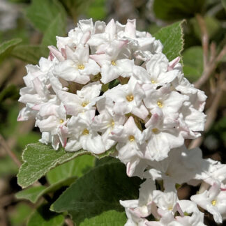 Cluster of delicate white flowers with yellow centers surrounded by green leaves