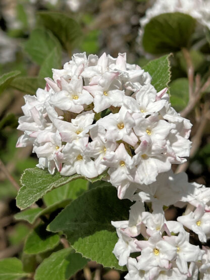 Cluster of delicate white flowers with yellow centers surrounded by green leaves