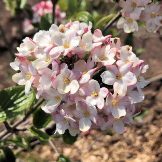 Close-up of a cluster of white and pale-pink flowers with yellow centers