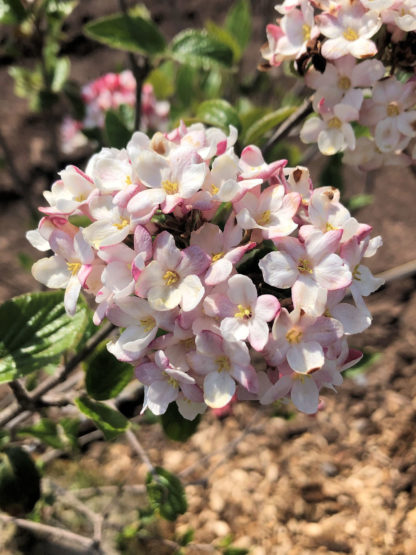 Close-up of a cluster of white and pale-pink flowers with yellow centers