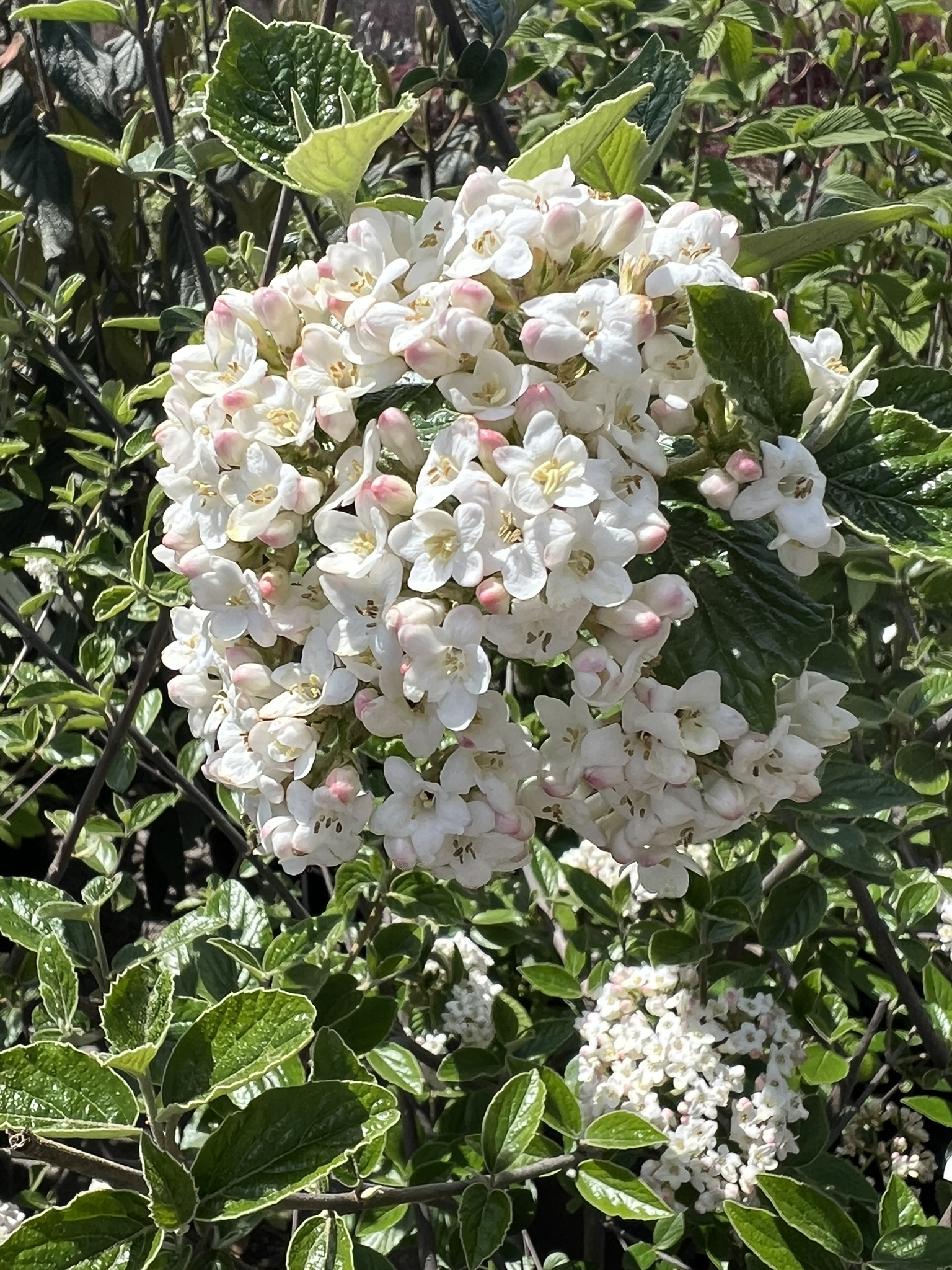 Viburnum Burkwood Mohawk - Image 2