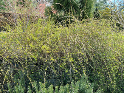 Large, open shrubs with small yellow flowers planted in front of a stone wall and tree