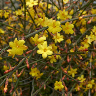 Bright yellow flowers blooming on multiple green branches