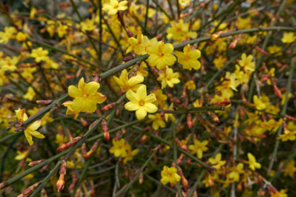 Bright yellow flowers blooming on multiple green branches