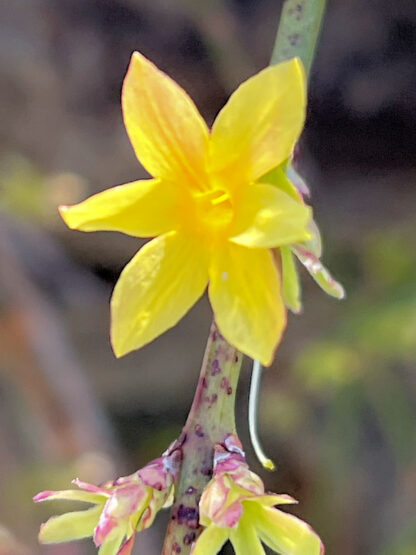 Close-up of a bright yellow flower with 6 petals on a green stem