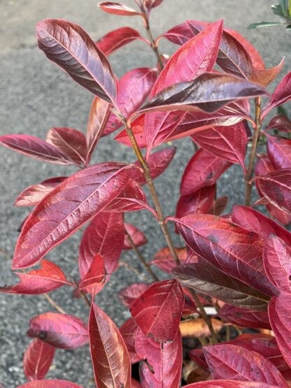 Viburnum Winterthur - Image 2