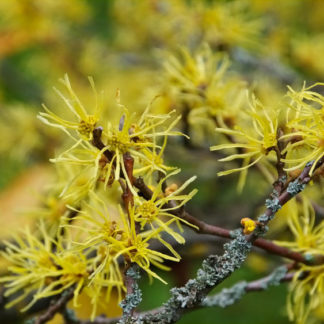 witchhazel is blooming in fall