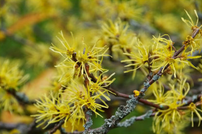 witchhazel is blooming in fall