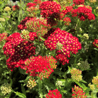 Clusters of small dark red flowers with bright yellow centers surrounded by flower buds