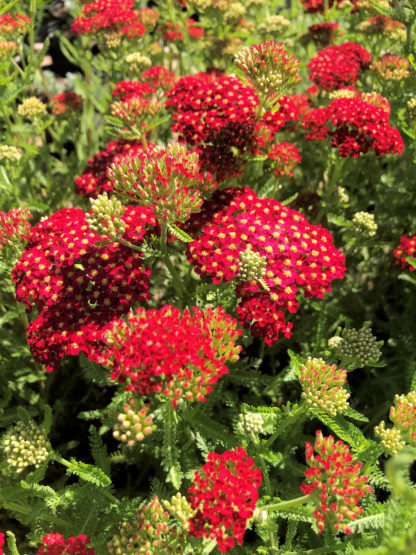 Clusters of small dark red flowers with bright yellow centers surrounded by flower buds