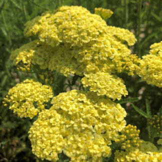 Multiple tight groupings of small bright yellow flowers on green stems