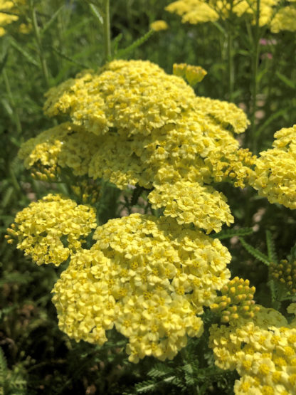 Multiple tight groupings of small bright yellow flowers on green stems