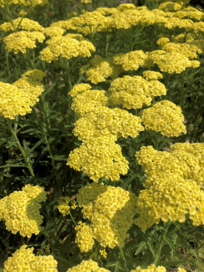 Clusters of pale yellow small flowers on green stalks with fern-like foliage