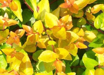 Close-up of small yellow and bronzy colored leaves