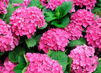 pink hydrangeas