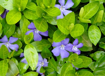 purple flowers surrounded by leaves