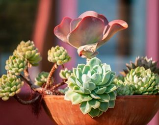 Plants for Containers