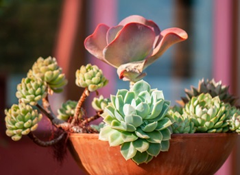 succulents in container