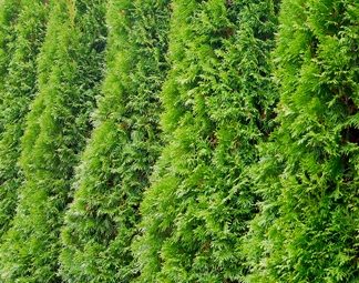 Privacy Plants