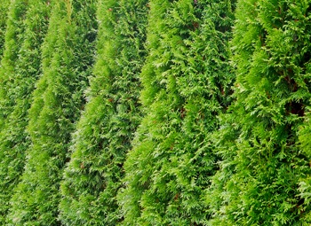 border of privacy plants