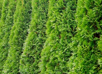 border of privacy plants